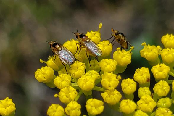 Two small yellow and black flies standing at the edge of a head of yellow flowers as if looking over the edge. A third fly appears to be climbing up beside them.
