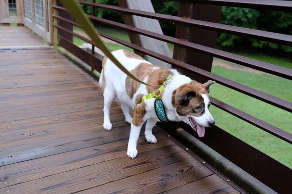 A white and brown dog panting on a pedestrian bridge in a park