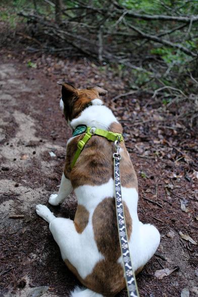 A white and brown dog decided to rest his butt on the ground in the woods of a park