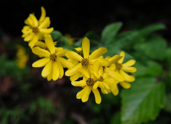 Bright yellow wildflowers in a park