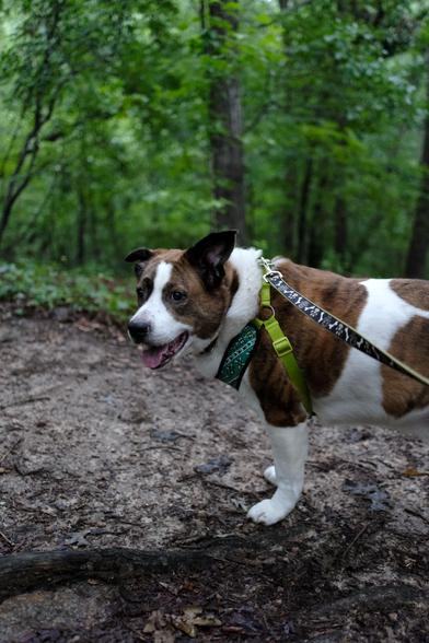 A white and brown dog standing on a trail in the woods of a park