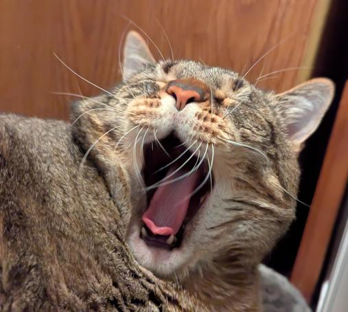 Waffles the three-legged, chonky, tabby cat, yelling.