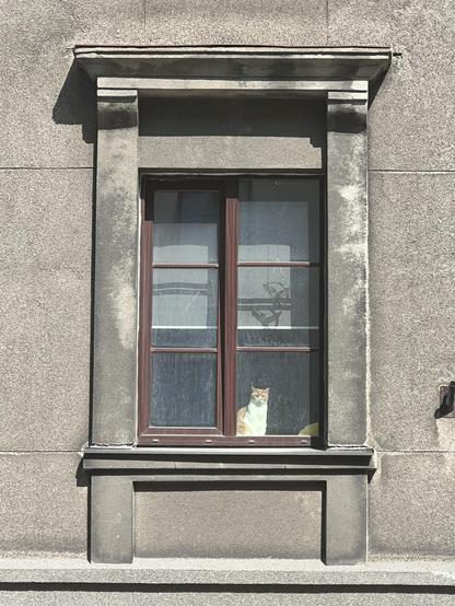 Auf dem Bild ist ein Fenster einer grauen, etwas verwitterten Hausfassade zu sehen. Das Fenster ist von einem steinernen Rahmen mit einem kleinen Sims umgeben und besteht aus vier Scheiben mit braunen Holzrahmen. Hinter dem Fenster sitzt eine orange-weiße Katze auf der Fensterbank und blickt nach draußen. Die Katze ist das zentrale Element des Bildes und steht im Sonnenlicht, das durch das Fenster fällt. Die Szene wirkt ruhig und alltäglich.