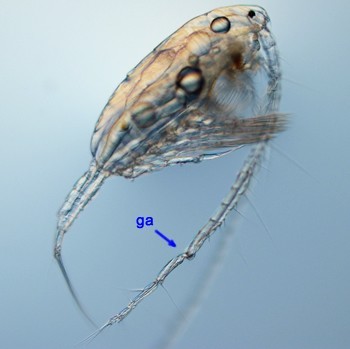 image/jpeg a microscope photograph of a shrimp-like male calanoid copepod with very long antennae with one having a distinct kink in it marked with a "ga" as a geniculate antenna. Source: An Image-Based Key To The Zooplankton Of North America
Version 5.0.