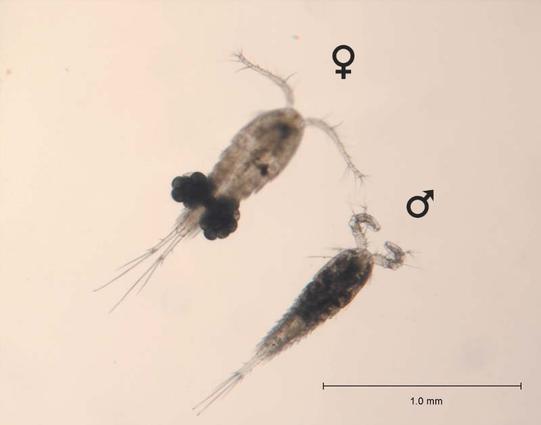 image/jpeg two shrimp-like copepods are shown side by side, one female carrying paired egg sacs off the abdomen, and a slightly smaller male with distinctively hooked antennae. A scale bar indicates they are approximately 1 mm long. Cyclops bicuspidus, NOAA GLERL.