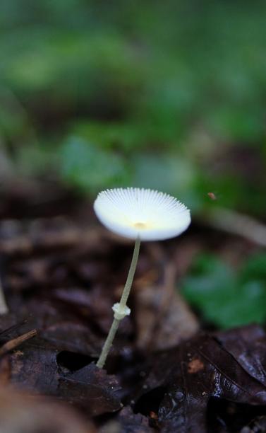 A white mushroom: very thin stem and a daisy-like top in the woods