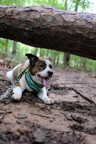Instead of crawling under a fallen tree above him, a white and brown dog decided to rest on the ground with his long tongue out