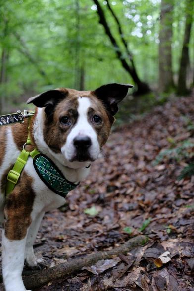 A white and brown dog standing on a park trail in the woods looking at me as if to say he's had enough.