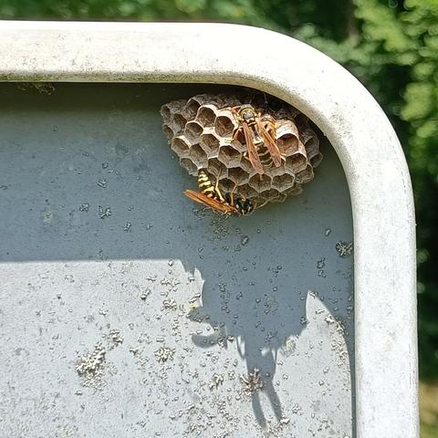 das selbe nest von etwas weiter weg, so sieht man mehr von schild und somit der bausituation oder wohnlage. am unten geworfenen schatten erkennt man auch, dass ein nicht unerheblicher teil des nestes über den rand des schildes hinaus steht, bei regen also nass werden dürfte.