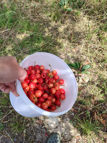 Photo d'un sceau de cerises fraîchement récoltées