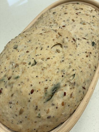 Sourdough in a batard showing seeds and sage on the surface. Overnight in the fridge @ 6°C, baking tomorrow morning.