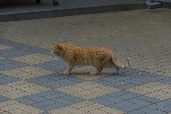 The image captures a ginger cat with lighter-colored fur on its stomach and paws, walking across what appears to be an outdoor paved area. Its stance suggests movement as it strides forward with one paw lifted slightly off the ground. The pattern of paving is composed of rectangular tiles in alternating colors of dark gray and tan.