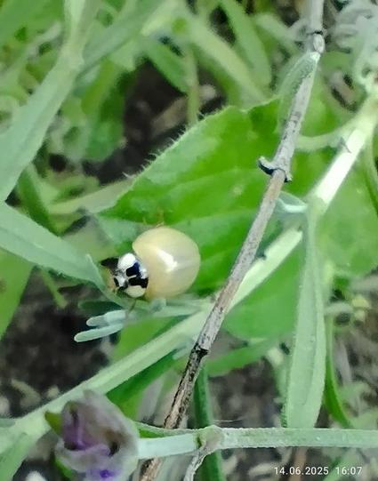 Grüne Pflanzen, darauf ein Käfer der wie ein Marienkäfer aussieht, aber da wo er sonst Rot mit schwarzen Punkten ist, ist alles weiß. Ein Albino?