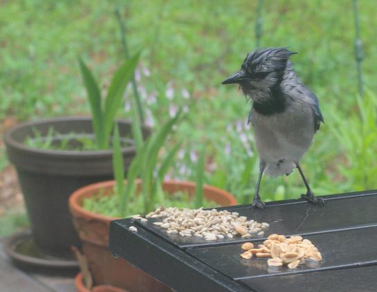 A blue jay considers the choice of sunflower seeds or peanuts on a table on my deck. It has been a rainy morning and the jay is looking quite soggy.