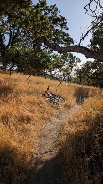 A mountain bike lying just off tall