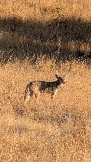 A coyote in late afternoon light