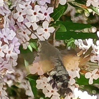 4 foto-ausschnitte zeigen einen falter der kolibri-artig in der luft stehend seinen rüssel in schneller folge in die unzähligen blassrosa blüten eines gartenbusches steckt. keins der bilder ist wirklich gut gelungen, das eine zeigt ein bisschen mehr vom silbergrau-schwarzen hinterleib, das nächste vom olivgrau pelzigen thorax und kopf und wieder ein anderes ein klein bisschen mehr vom rostroten hauch den die kaum sichtbaren weil viel zu schnell bewegten flügel hinterlassen oder deutlicher die fühler.