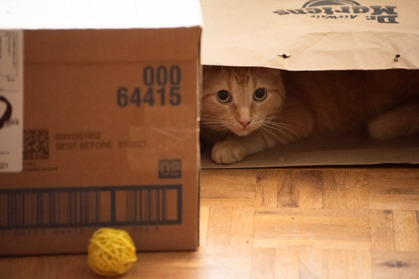 A ginger cat peers, with some concern, out of a paper bag. In the foreground, concealed from her but not the camera, is a bright yellow mesh ball.