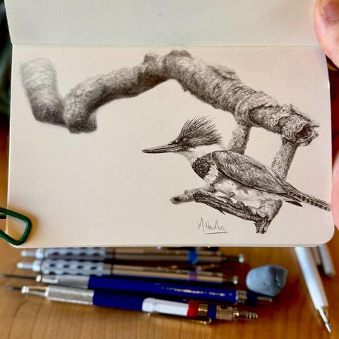 A detailed graphite drawing of a female belted kingfisher perched on a gnarled branch, sketched in black and white with rich shading and fine textures.