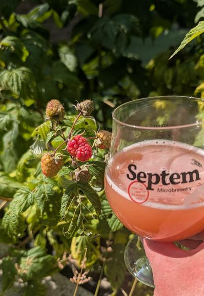 A close view of raspberry plants, mostly with leaves in the background and a few raspberries still mostly green with a sight pink tinge to parts but there's one raspberry that's bright red. To the right of it, held in a hand, there's a rounded glass with the words Septem Microbrewery on it and a hazy pink liquid filling half of it. The scene is brightly lit by hot sunshine.