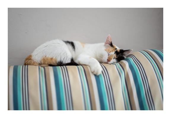 A  #photograph of an Isabel #cat sleeping on the shoulder of a couch with blue brown beige vertical stripes