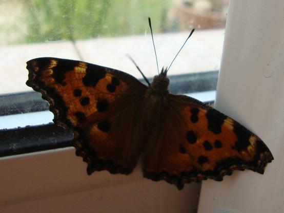 Papillon Grande Tortue