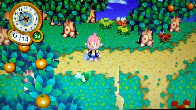City Folk photo. The player stands, holding a watering can, near a Jacob's ladder flower