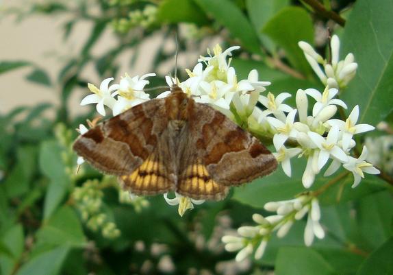 La Doublure jaune (Euclidia glyphica)