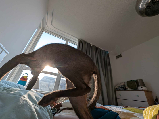Low angle shot of my cat walking over the camera with the sun under her belly