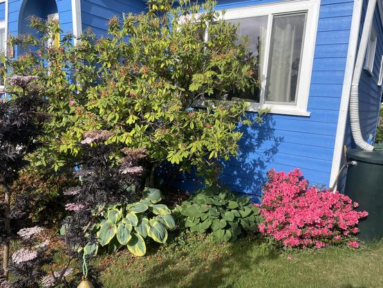 A bright pink Azalea blooms at the corner of a blue house underneath a larger tree, and besides some other shrugs.