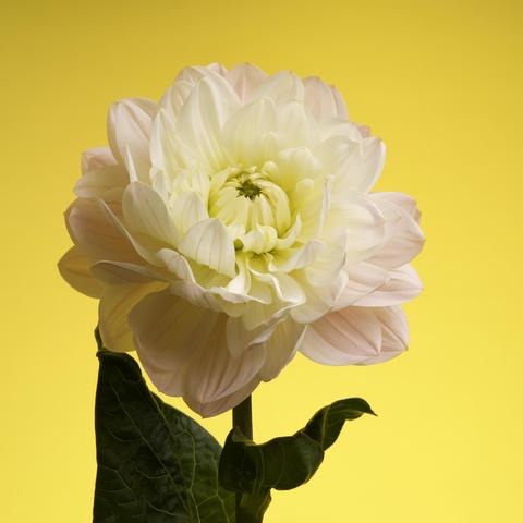 Yellow and pink Dahlia on a yellow background.