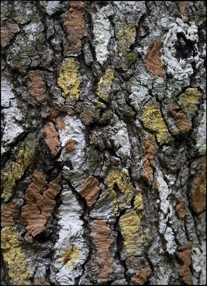 CAT
Escorça i eternitat.
Aquest és l'arbre
que atalaia el bosc.
Mira'l. No es deixa vèncer
i s'inventa endevinalles 
cada matí.

OC
Escorça e l'eternitat.
Aquò's l'arbre
que susvelha lo bòsc.
Agachatz-lo: 
Se daissa pas desfaire
e inventa d'enigmas