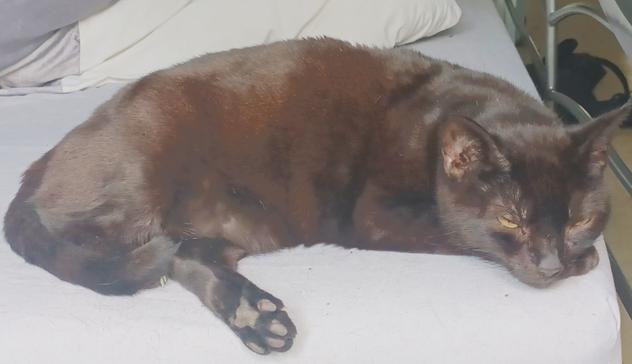 A black cat, half asleep on a bed