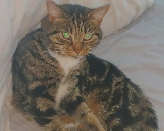 A tabby cat, half lying down,looking towards the camera