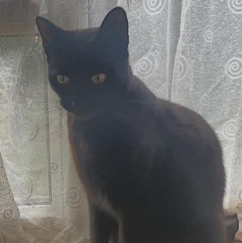 A black cat sitting on a windowsill in front of a net curtain. The cat is looking at the photographer's left shoulder, for some reason.