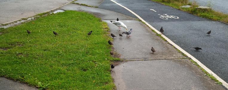 a gull and a pigeon surrounded by starlings taking care of some dropped food.