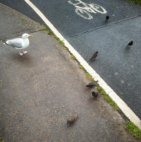 a gull and 6 starlings arrive for dropped food.