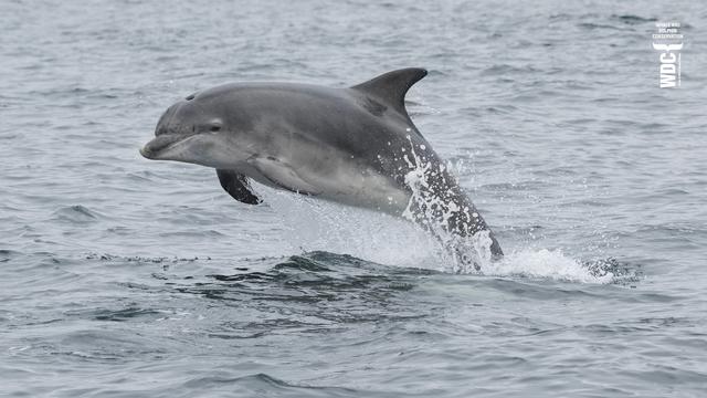 A young Bottlenose dolphin jumping out of the water, this 4 year old has a slight bottom jaw deformity, he's had it since he was very young, possibly hitting something in the water which has dislocated the bottom mandible. He's healthy and a good weight meaning he's hunting for himself very well.