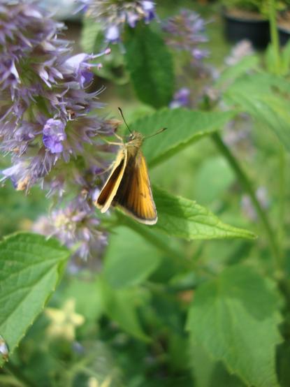Hespérie sur fleur d'Agastache