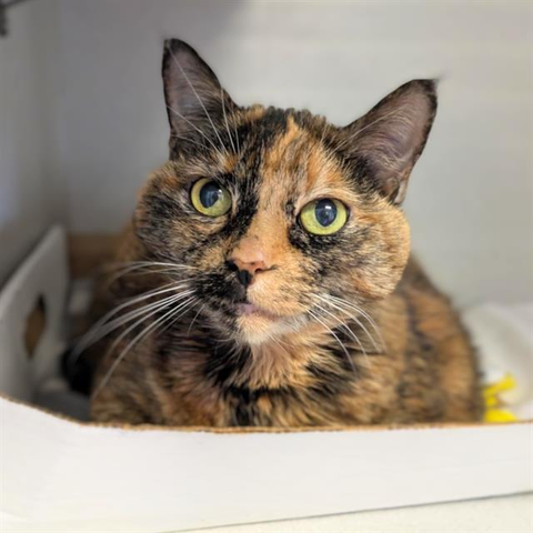 Beautiful cat