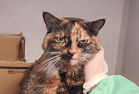 Beautiful cat