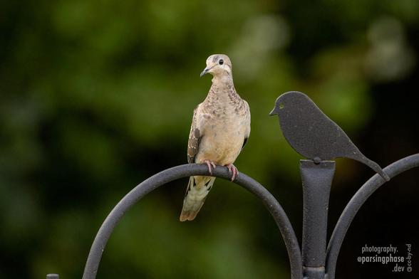 An alarmingly skinny, almost lizard-like dove perches on a feeder pole, an odd comparison to the cartoony metal silhouette next to it.
