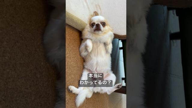 うんこはトイレでするんだよ？わかってるの？トイレミスりすぎだよ！#shorts #dogshorts #チワワ #犬