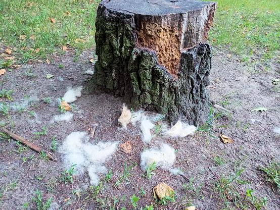 Baumstumpf mit grober, dunkler Rinde und sichtbaren Fraß- oder Verwitterungsspuren im oberen Bereich. Der Stumpf steht auf sandigem, teils bewachsenem Boden. Um ihn herum liegen zahlreiche weiße, flauschige Fellteile.