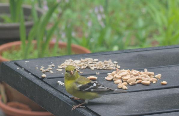 An American goldfinch about to eat sunflower seeds on a table on my deck. I think this is a juvenile male. He was waiting for another goldfinch to leave before getting the seeds.