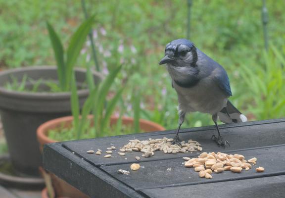 A blue jay eats sunflower seeds on a table on my deck.