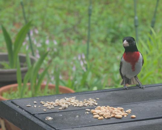 A rose-breasted grosbeak lands on the seed table on my deck. There was a squirrel nearby so the grosbeak was being very cautious.