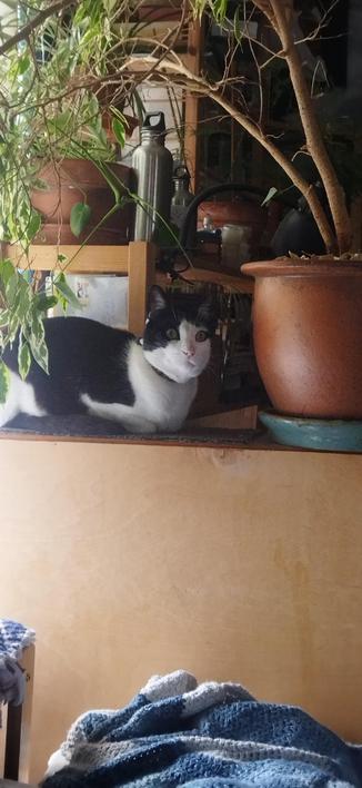 The black and white cat Roy lying on a ledge on a small bookshelf next to a big tree in a pot and another plant on a connecting shelf one level up.