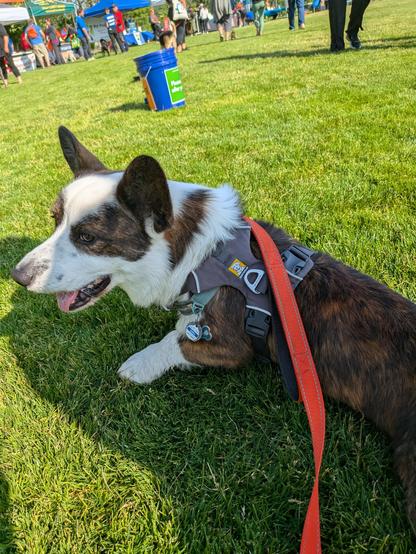 A cardigan corgi on the grass in front of some event tents