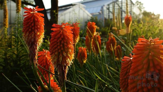 Orange-red torch lilies with elongated, conical flower clusters stand in a garden. Tall green stems and pointed leaves surround the flowers. In the background, a greenhouse structure is partially visible, illuminated by warm sunlight.